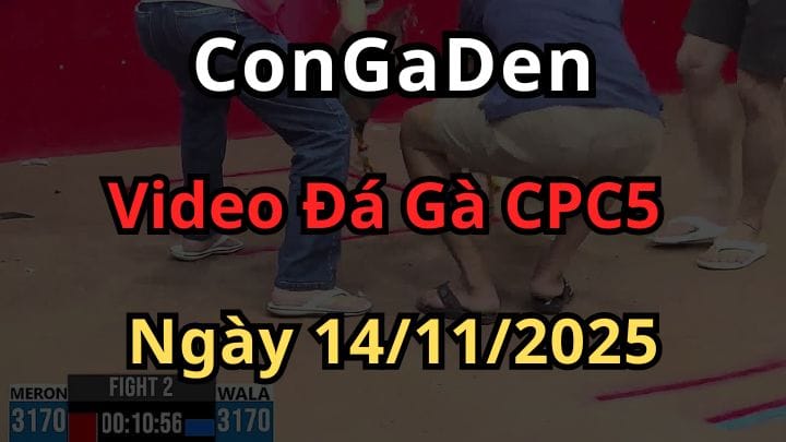 Xem Đá Gà Trực Tiếp Thomo CPC5 Ngày 14/11/2025